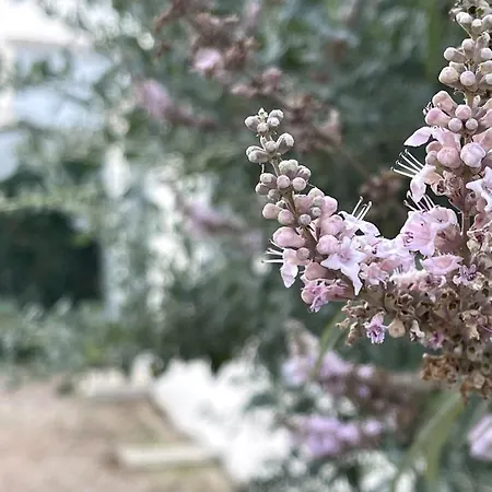 Casa de Férias Le Parc Des Mimosas *