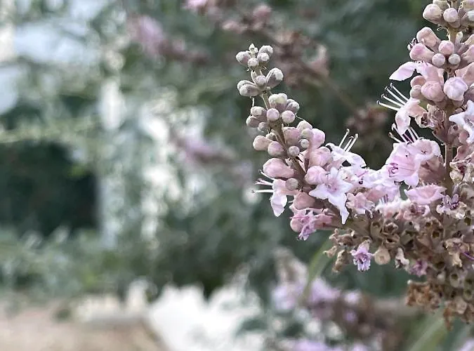 Prázdninový dům Le Parc Des Mimosas *